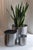 Large Loto Planter in Stainless Steel by Form & Eisen For Sale - Image 15 of 18