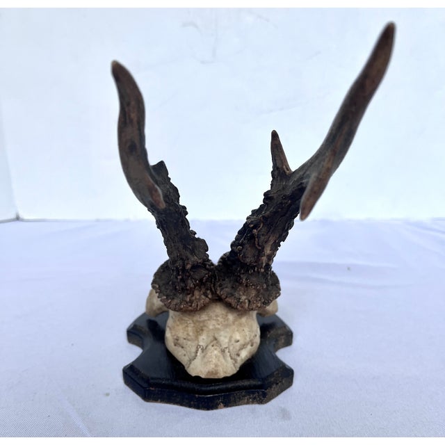 Vintage 1973 German Roe Deer Antler Mount With Matching Jawbone For Sale In Dallas - Image 6 of 14