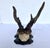 Vintage 1973 German Roe Deer Antler Mount With Matching Jawbone For Sale In Dallas - Image 6 of 14