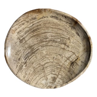 Light Grey Petrified Wood Trinket Tray or Dish with Rings, 1980s For Sale