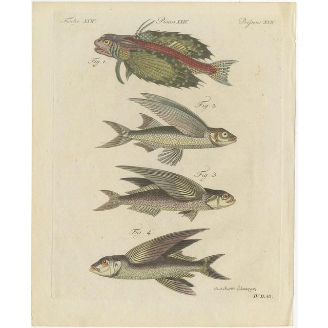 Bertuch, Flying Fish with a Flying Gurnard, 1805, Print For Sale - Image 3 of 12
