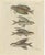 Bertuch, Flying Fish with a Flying Gurnard, 1805, Print For Sale - Image 3 of 12
