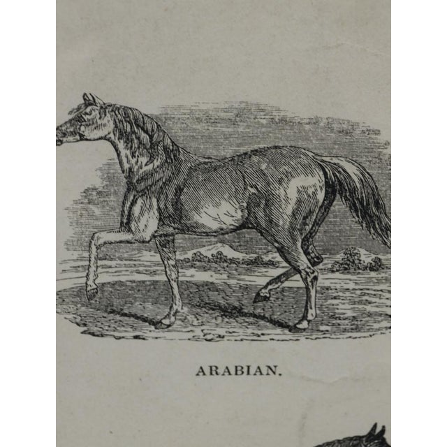 Webb & Millington, The Panorama of Horses, 1850, Engraving For Sale - Image 9 of 18