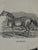 Webb & Millington, The Panorama of Horses, 1850, Engraving For Sale - Image 9 of 18