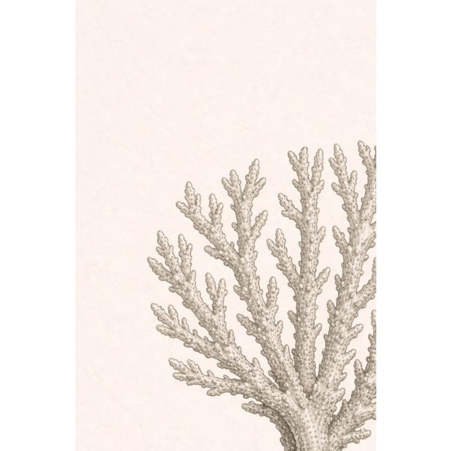Branching Coral Study, Minimal Coastal Botanical Art Print, 24" × 36" For Sale In Buffalo - Image 6 of 10
