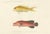 Sea Bass and Mottled Soapfish, Paris, 1846, Paper For Sale