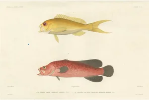Sea Bass and Mottled Soapfish, Paris, 1846, Paper