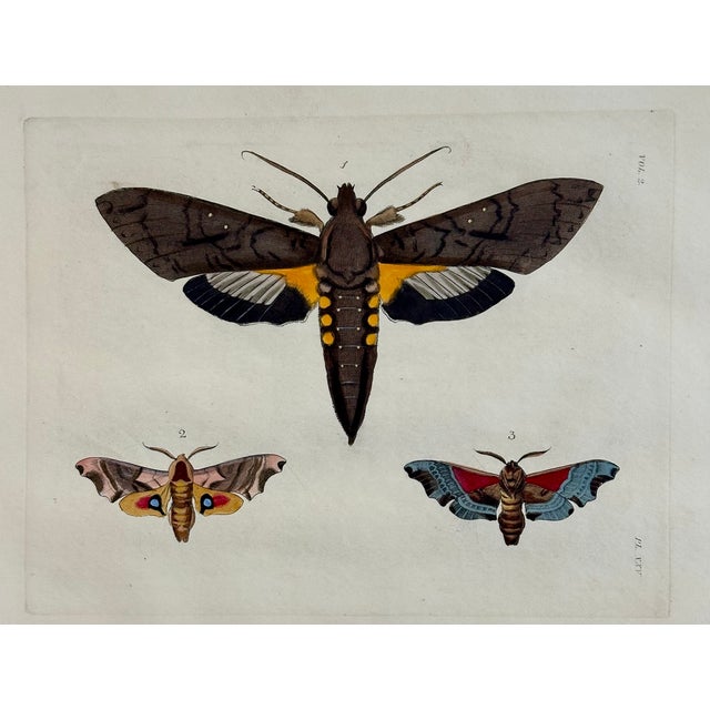 Original entomology engraving is from Dru Druryâ s "Illustrations of exotic Entomology, containing upwards of six hundred...