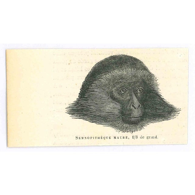 Paul Gervais, The Monkey, Original Lithograph, 1854 For Sale