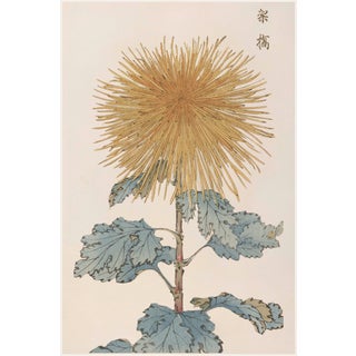 Golden Mum by Hasegawa, Vintage Japanese Botanical Art Print, 8" X 12" For Sale