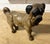 Late 19th Century Victorian Terracotta Model of Standing Pug Dog For Sale In New York - Image 6 of 8