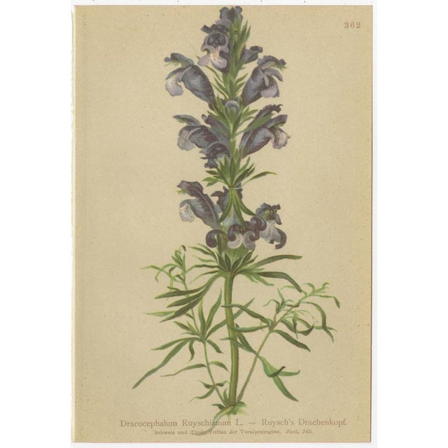 After Anton Hartinger, Alpine Botanical Plates, Chromolithographs, 1897, Set of 8 For Sale - Image 3 of 12