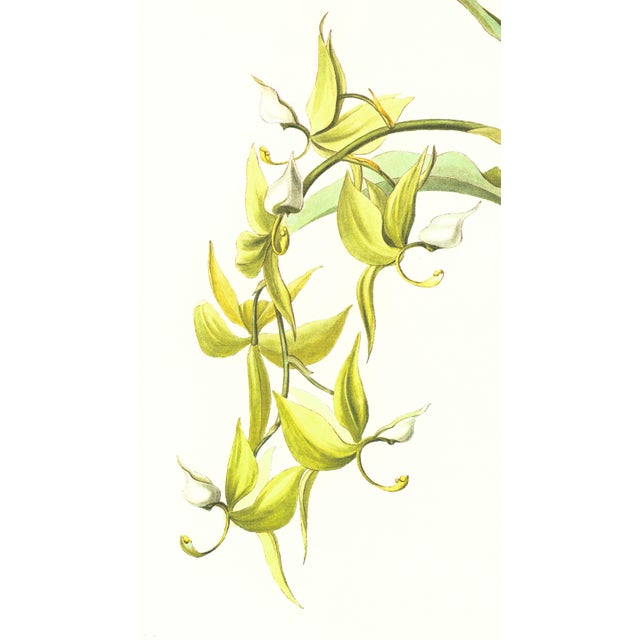 Limited edition reproduction print of one of the most famous botanical works ever produced, "The Orchidaceae of Mexico and...
