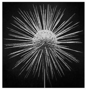 Clathrulina Elegans' Unframed Archival Pigment Print