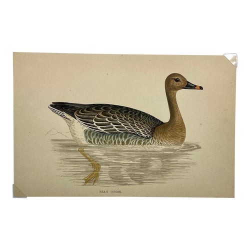 Antique Hand Tinted Bird Print From England Featuring a Brown Bean Goose - Circa 1880