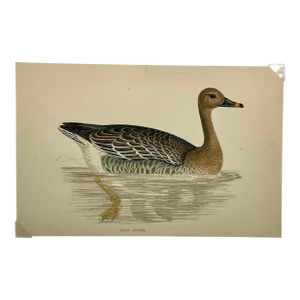 Antique Hand Tinted Bird Print From England Featuring a Brown Bean Goose - Circa 1880