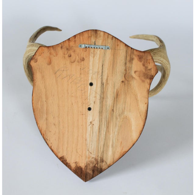 Vintage Eight Point Whitetail Deer Antler Plaque For Sale In Milwaukee - Image 6 of 7