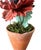 Vintage Potted Tole Red Poppy Flower / Floral Arrangement by Artist Helen Hornberger in an Antique Terracotta Pot For Sale In Dallas - Image 6 of 8