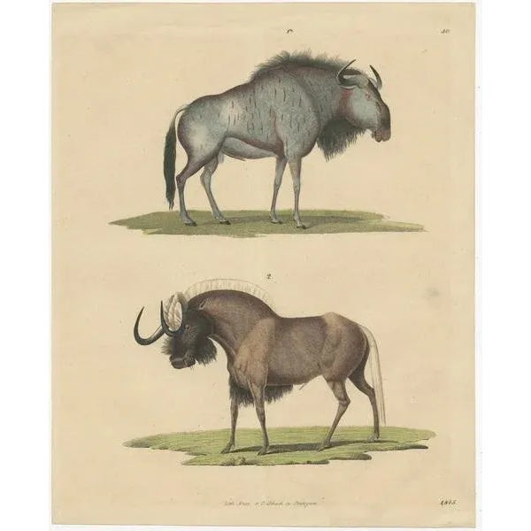 Title: 1845 Hand-Colored Engraving of Wildebeest – Blue & Black Gnu by William Jardine :This exquisite 1845 hand-colored...