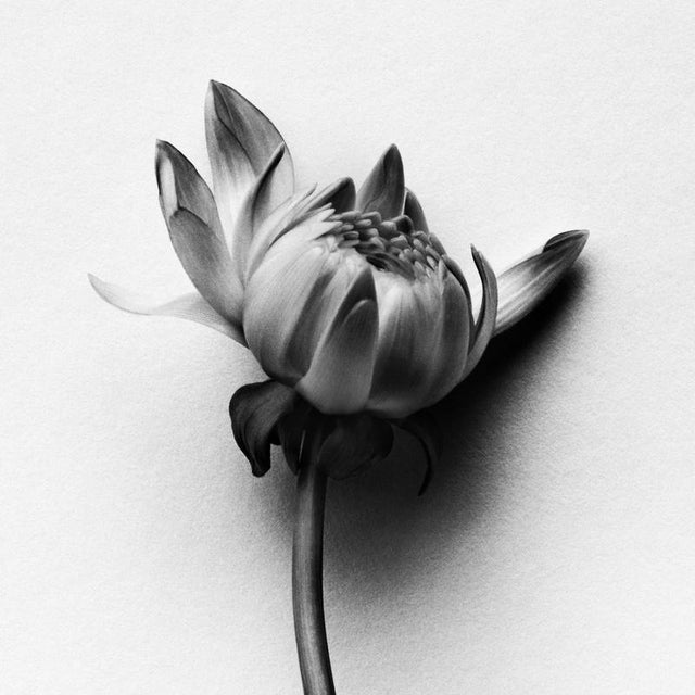 Dahlia buds’ photographed in London, United Kingdom 2024. It is a still life black and white film photograph, made with a...