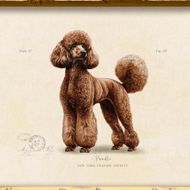 Illustration Reproduction Art Print of Vintage "World of Dogs" Illustration (Brown Poodle), Framed For Sale - Image 3 of 4