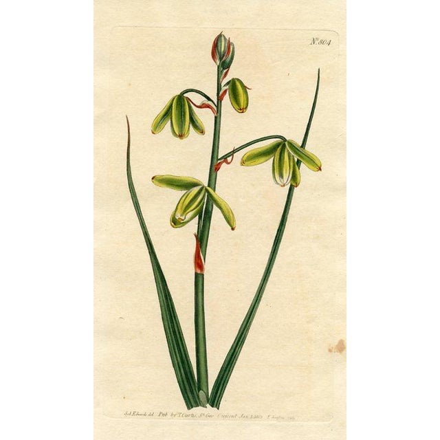 Original early-1800s hand-colored botanical print published in "Curtis's Botanical Magazine", the oldest and longest...