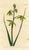 Original early-1800s hand-colored botanical print published in "Curtis's Botanical Magazine", the oldest and longest...