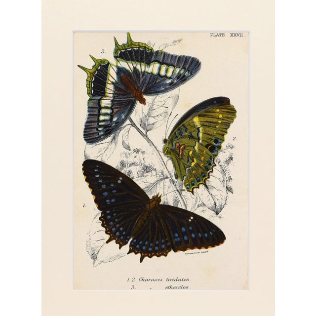 Chinoiserie 19th Century Antique English Butterfly Print 1897 For Sale - Image 3 of 4