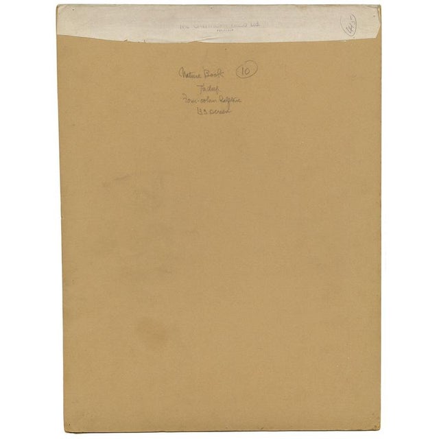 Drawing/Sketching Materials William Neave Parker, Toucan Birds, 1950s, Paper For Sale - Image 7 of 9