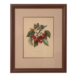 Print From Botanical Study of Fruits and Nuts by Duhamel Du Monceau, Early 19th Century For Sale