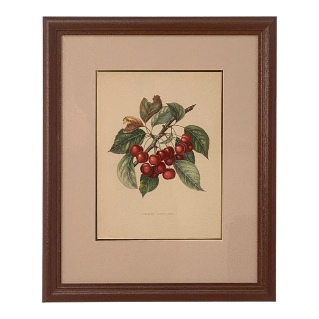 Print From Botanical Study of Fruits and Nuts by Duhamel Du Monceau, Early 19th Century For Sale