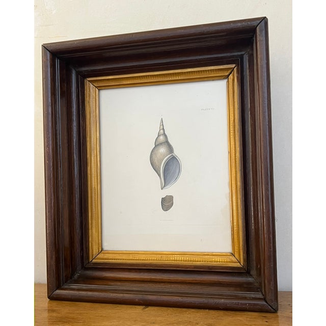 Antique Shell Engraving in Deep Inset Frame For Sale - Image 9 of 11