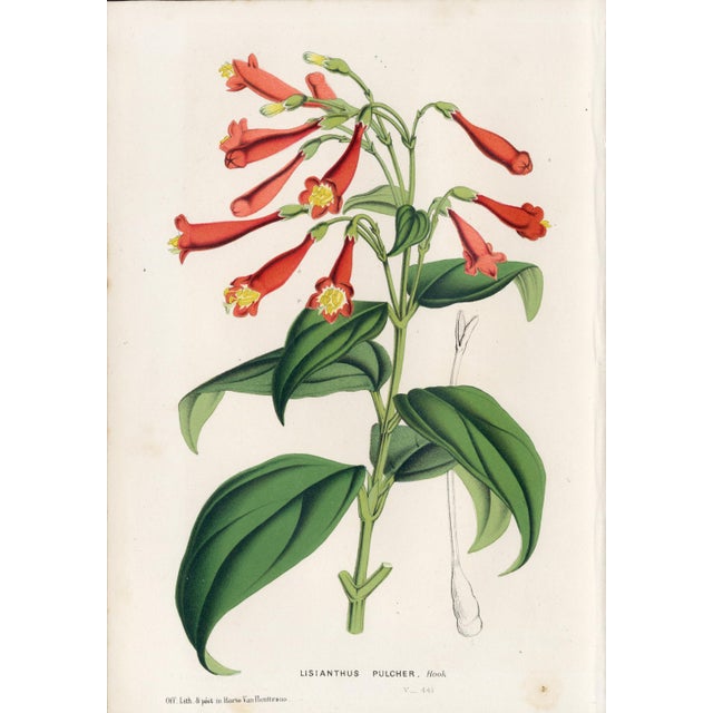 14 Van Houtte Botanicals! Hand Color c.1853 Set A For Sale - Image 12 of 15