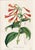 14 Van Houtte Botanicals! Hand Color c.1853 Set A For Sale - Image 12 of 15