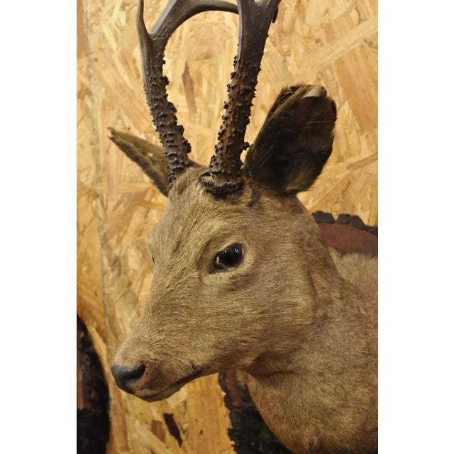 Vintage Taxidermy Deer Shoulder Mount Wall Decor With Metal Leaves (R&l) - a Pair For Sale - Image 4 of 12