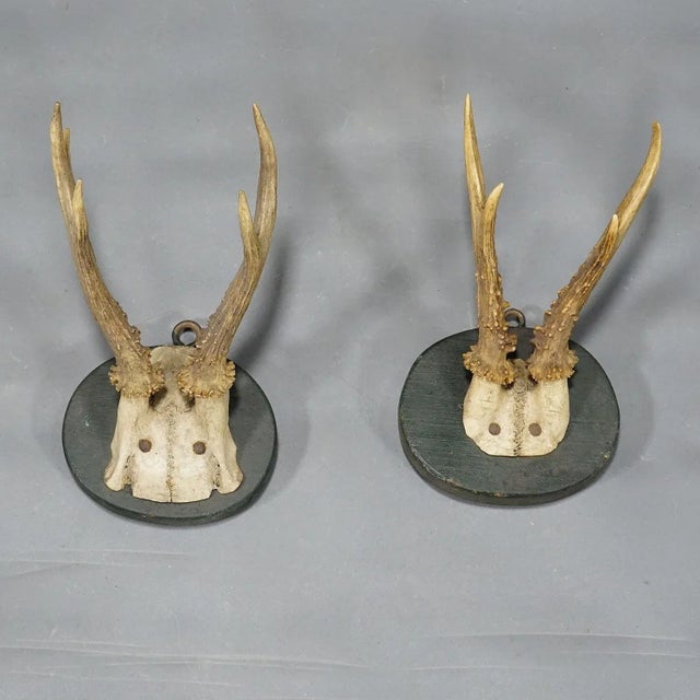 Late 19th Century A Set of Five Antique Black Forest Deer Trophies on Wooden Plaques 1880s For Sale - Image 5 of 9