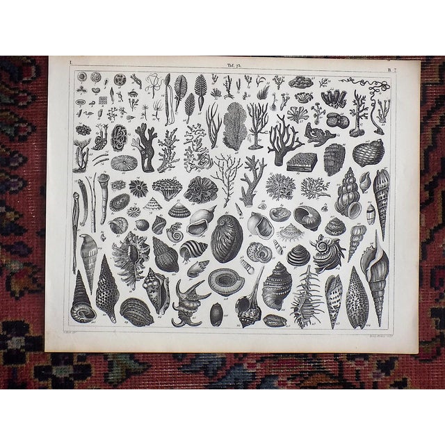 Antique 19th Century Sea Shell, Botanical & Crustacean Stone Lithographs - Set of 6 For Sale In Cincinnati - Image 6 of 8