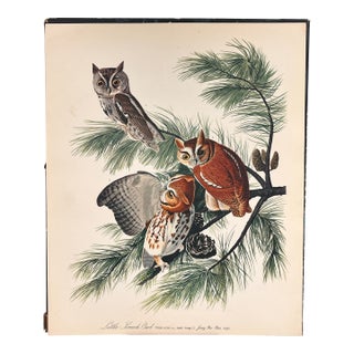 1964 Audubon Folio Lithograph Great Bird Paintings – “Little Screech Owl” 17x14 For Sale