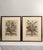 English Late 20th Century Framed Prints, 12 Months of Flowers by Robert Furber Orig. 1730 - Set of Four For Sale - Image 3 of 18