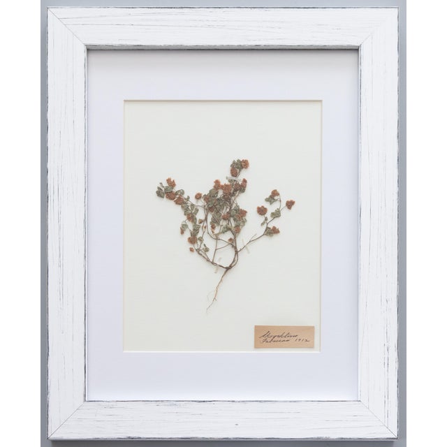 Custom Framed Antique Swedish Botanical Herbariums, 1912 - Set of 4 For Sale - Image 10 of 13
