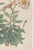 Not Yet Made - Made To Order Daisy by Keika Hasegawa, Vintage Japanese Botanical Art Print, 8" X 12" For Sale - Image 5 of 8