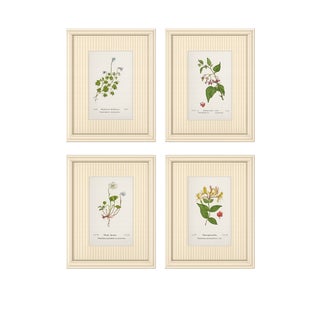 Set of Four Antique Alpine Botanical Chromolithographs in Custom Frames Circa 1909 , Set A For Sale
