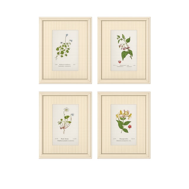 Set of Four Antique Alpine Botanical Chromolithographs in Custom Frames Circa 1909 , Set A For Sale