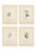 Set of Four Antique Alpine Botanical Chromolithographs in Custom Frames Circa 1909 , Set A For Sale