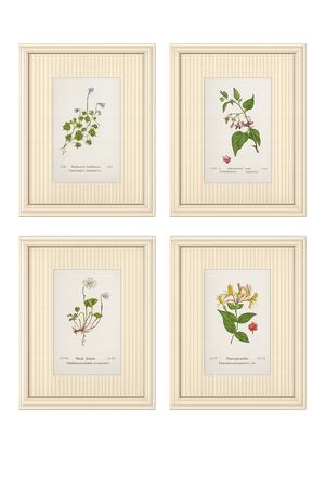Set of Four Antique Alpine Botanical Chromolithographs in Custom Frames Circa 1909 , Set A
