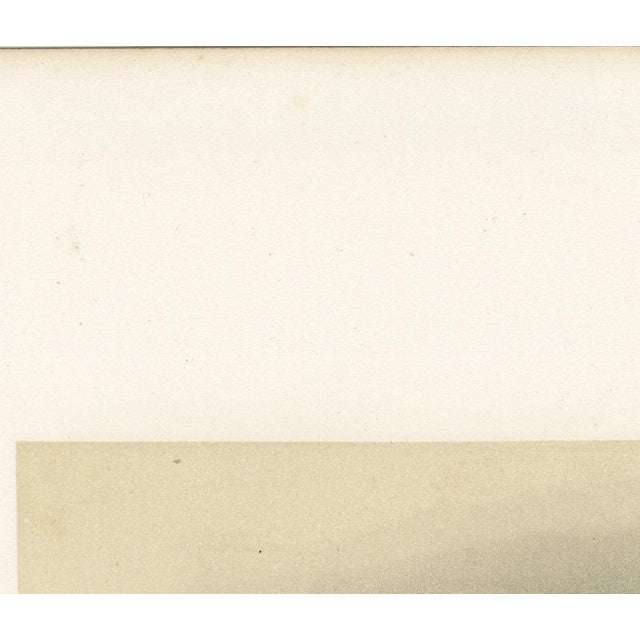 Paper Breton Bull, Cattle Print After Constant Troyon, 1873, Paper For Sale - Image 7 of 12