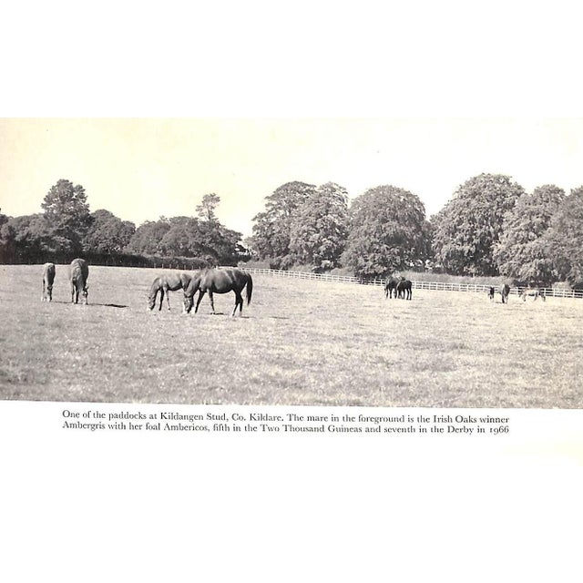 "The Horse in Ireland" 1967 Browne, Noel Phillips [Edited By] For Sale - Image 9 of 10