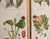 Beautiful vintage cabinet by Lamhults Möbler covered with illustrations from Nordens Flora by C.A.M Lindman. The same...