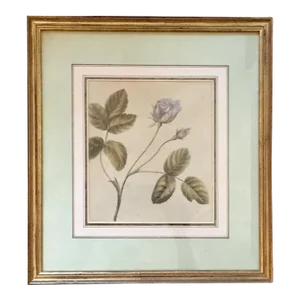 1785 English Botanical Watercolor Painting by Lady Charlotte Murray