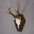 Rustic European Vintage Red Deer Trophy on Carved Plaque, Germany 1964 For Sale - Image 3 of 6